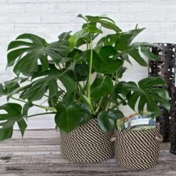 Black & Tan Rope Basket, Small -Olivia Plants Sales x600 15654