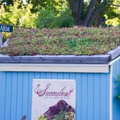 Sedum Tile® Color Splash -Olivia Plants Sales x600 15954