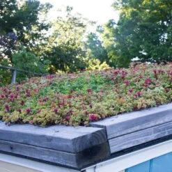 Sedum Tile® Color Splash -Olivia Plants Sales x600 15955