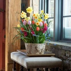 Spring Morning Bulb Collection In Large Birch Basket