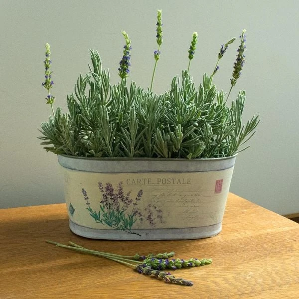 Lavender 'Goodwin Creek Grey' In Decorative Metal Cachepot 2 Lavender 'Goodwin Creek Grey' In Decorative Metal Cachepot - Image 2