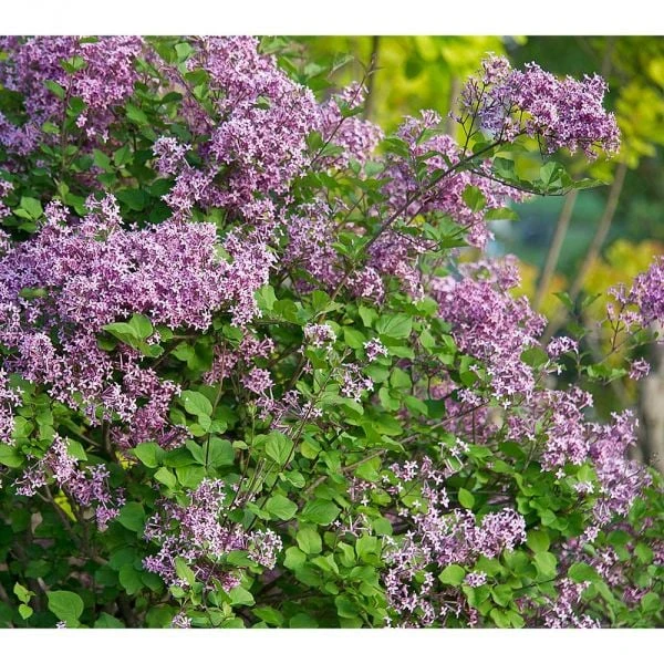 Syringa Bloomerang® Dark Purple 5 Syringa Bloomerang® Dark Purple - Image 5