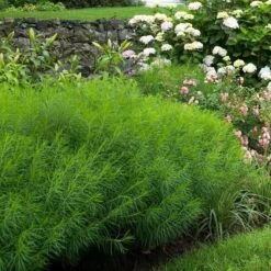 Amsonia Hubrichtii -Olivia Plants Sales x600 16179