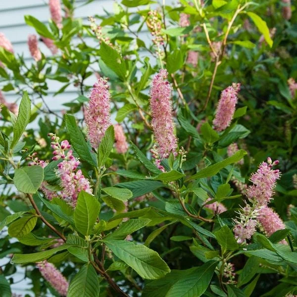Clethra Alnifolia 'Ruby Spice' 1 Clethra Alnifolia 'Ruby Spice'