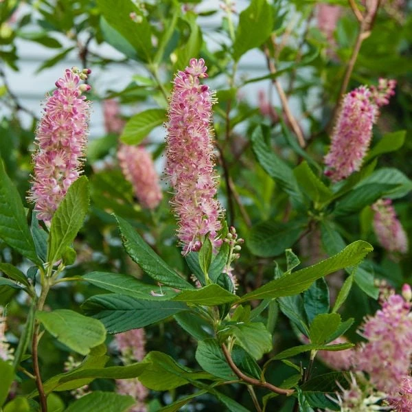 Clethra Alnifolia 'Ruby Spice' 2 Clethra Alnifolia 'Ruby Spice' - Image 2