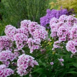 Phlox Paniculata 'Bright Eyes' -Olivia Plants Sales x600 16367