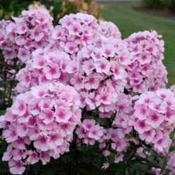 Phlox Paniculata 'Bright Eyes' -Olivia Plants Sales x600 16368