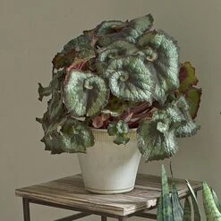 Begonia 'Escargot' In Farnham Pot And Saucer -Olivia Plants Sales x600 16372