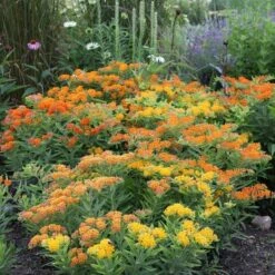 Monarch Butterfly Perennial Garden 14 Monarch Butterfly Perennial Garden -Olivia Plants Sales x600 16438