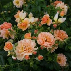 Rose At Last® -Olivia Plants Sales x600 16510
