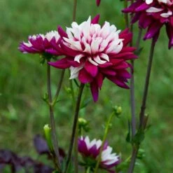 Dahlia 'Rebecca's World' -Olivia Plants Sales x600 16636