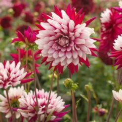 Dahlia 'Rebecca's World' -Olivia Plants Sales x600 16637