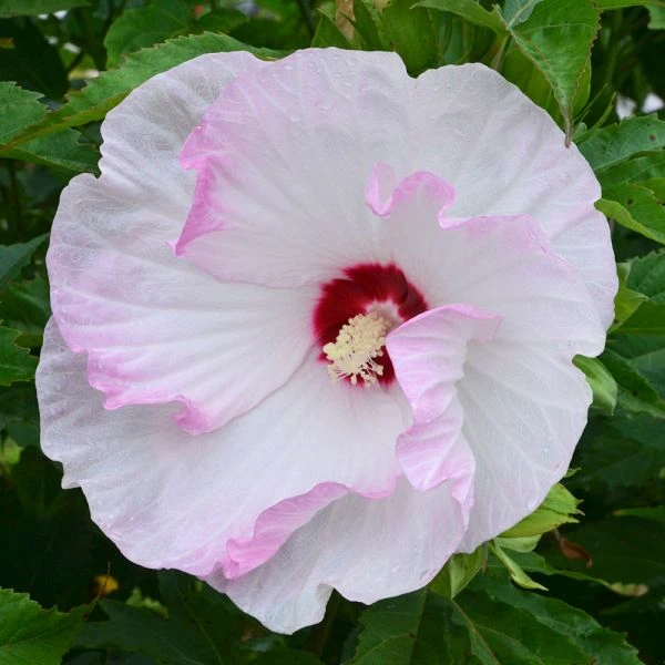 Hibiscus Summerific® 'Ballet Slippers' 2 Hibiscus Summerific® 'Ballet Slippers' - Image 2