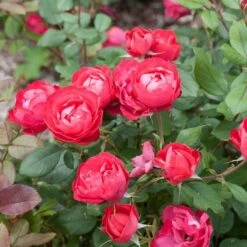 Rose Oso Easy® Double Red -Olivia Plants Sales x600 16881