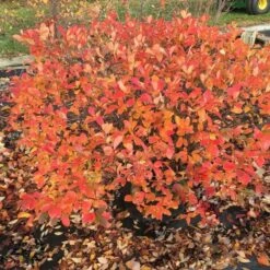 Aronia Melanocarpa Low Scape® Mound 8 Aronia Melanocarpa Low Scape® Mound -Olivia Plants Sales x600 16891