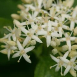 Cornus Sanguinea Arctic Sun® -Olivia Plants Sales x600 16908