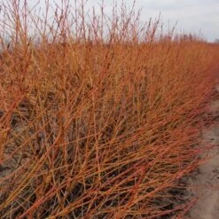 Cornus Sanguinea Arctic Sun® -Olivia Plants Sales x600 16909