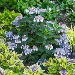 Hydrangea Serrata Tiny Tuff Stuff™ - 1 Gallon Pot -Olivia Plants Sales x600 16923