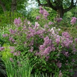 Syringa Bloomerang® Dark Purple 11 Syringa Bloomerang® Dark Purple -Olivia Plants Sales x600 16944