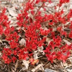 Spiraea Japonica Double Play® Candy Corn® -Olivia Plants Sales x600 16954