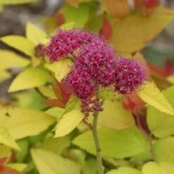Spiraea Japonica Double Play® Candy Corn® -Olivia Plants Sales x600 16958