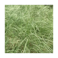Ornamental Grass: Muhlenbergia Reverchonii Undaunted® -Olivia Plants Sales x600 16998