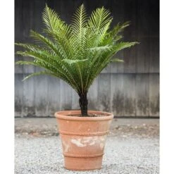 Cretan Pot Andreas 6 Cretan Pot Andreas -Olivia Plants Sales x600 17064