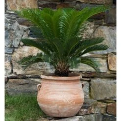 Cretan Pot Gozunta 6 Cretan Pot Gozunta -Olivia Plants Sales x600 17067
