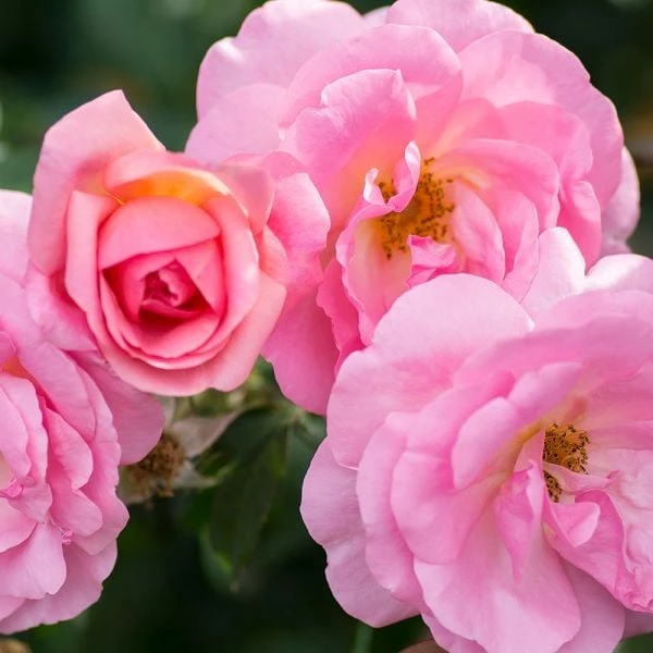 Rose Peachy Knock Out® 2 Rose Peachy Knock Out® - Image 2