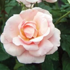 Rose Peachy Knock Out® 8 Rose Peachy Knock Out® -Olivia Plants Sales x600 17224