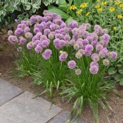 Allium 'Millenium' 8 Allium 'Millenium' -Olivia Plants Sales x600 17251