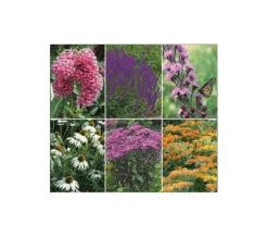 Monarch Butterfly Perennial Garden 11 Monarch Butterfly Perennial Garden -Olivia Plants Sales x600 17272