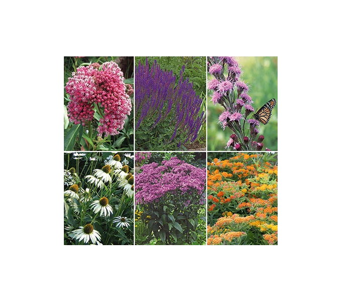 Monarch Butterfly Perennial Garden 3 Monarch Butterfly Perennial Garden - Image 3