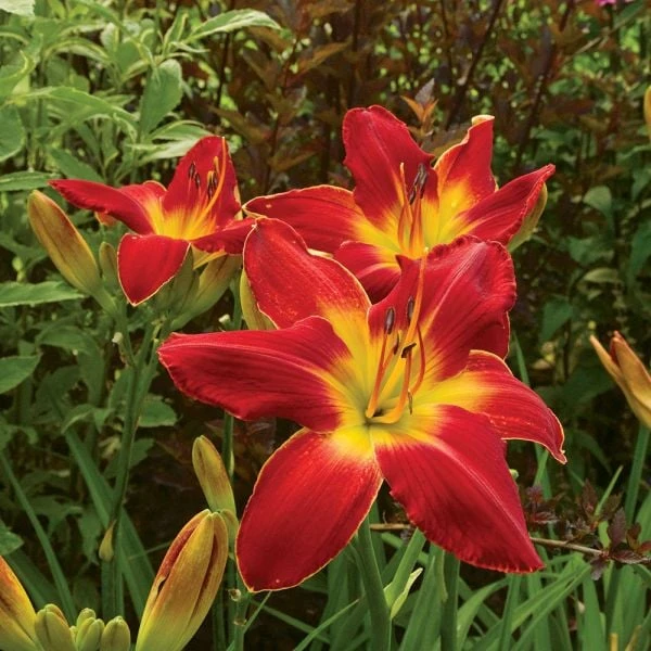 Hemerocallis (Daylily) 'All American Chief' 3 Hemerocallis (Daylily) 'All American Chief' - Image 3