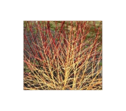 Cornus Sanguinea Arctic Sun® -Olivia Plants Sales x600 1776