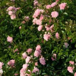 Rose 'The Fairy' -Olivia Plants Sales x600 17862