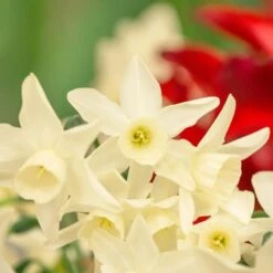 Narcissus 'Starlight Sensation' -Olivia Plants Sales x600 18011