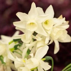 Narcissus 'Starlight Sensation' -Olivia Plants Sales x600 18012