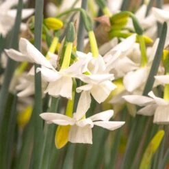 Narcissus 'Starlight Sensation' -Olivia Plants Sales x600 18013