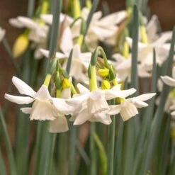 Narcissus 'Starlight Sensation' -Olivia Plants Sales x600 18014