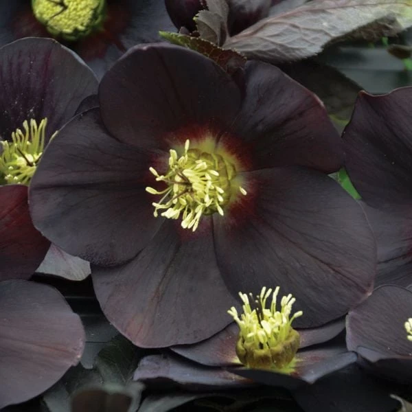 Helleborus Honeymoon® 'New York Night' 1 Helleborus Honeymoon® 'New York Night'