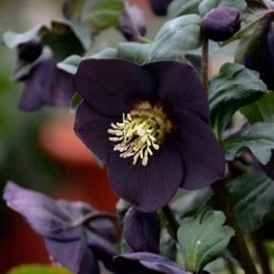 Helleborus Honeymoon® 'New York Night' 5 Helleborus Honeymoon® 'New York Night' -Olivia Plants Sales x600 18058