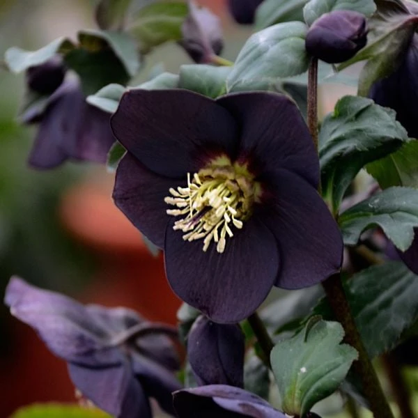 Helleborus Honeymoon® 'New York Night' 3 Helleborus Honeymoon® 'New York Night' - Image 3
