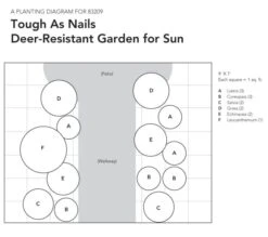 Tough As Nails Deer-Resistant Garden For Sun 19 Tough As Nails Deer-Resistant Garden For Sun -Olivia Plants Sales x600 18084