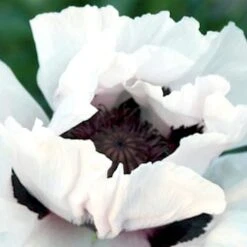 Papaver Orientale 'Snow Goose' 5 Papaver Orientale 'Snow Goose' -Olivia Plants Sales x600 18089