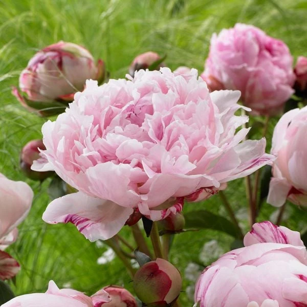 Peony 'Sarah Bernhardt' 1 Peony 'Sarah Bernhardt'