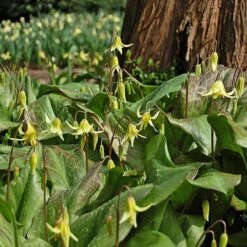 Erythronium 'Pagoda' -Olivia Plants Sales x600 18304