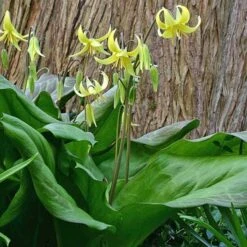 Erythronium 'Pagoda' -Olivia Plants Sales x600 18305