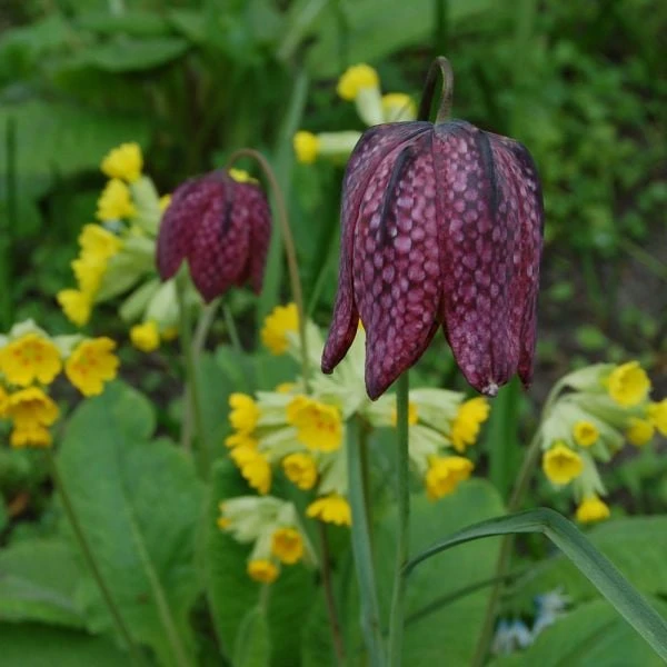 Fritillaria Meleagris 2 Fritillaria Meleagris - Image 2