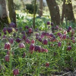 Fritillaria Meleagris 5 Fritillaria Meleagris -Olivia Plants Sales x600 18311